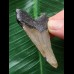5,7 cm grauer Zahn des Megalodon 5,7 cm grauer Zahn des Megalodon