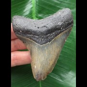 9,1 cm graublauer Zahn des Megalodon