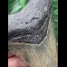 9,1 cm graublauer Zahn des Megalodon 9,1 cm graublauer Zahn des Megalodon