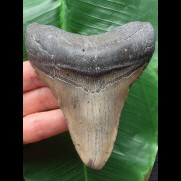 10,7 cm dolchartiger Zahn des Megalodon