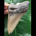 11,1 cm grauer Zahn des Megalodon mit anhaftender Seepocke 11,1 cm grauer Zahn des Megalodon mit anhaftender Seepocke