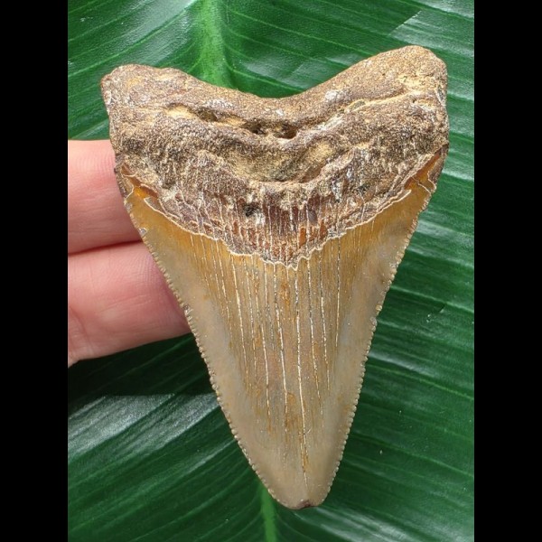 7,1 cm schön gefärbter Zahn des Megalodon 7,1 cm schön gefärbter Zahn des Megalodon