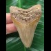 7,1 cm schön gefärbter Zahn des Megalodon 7,1 cm schön gefärbter Zahn des Megalodon