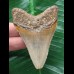 7,1 cm schön gefärbter Zahn des Megalodon 7,1 cm schön gefärbter Zahn des Megalodon