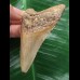 7,1 cm schön gefärbter Zahn des Megalodon 7,1 cm schön gefärbter Zahn des Megalodon