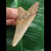7,1 cm schön gefärbter Zahn des Megalodon 7,1 cm schön gefärbter Zahn des Megalodon