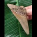 7,1 cm schön gefärbter Zahn des Megalodon 7,1 cm schön gefärbter Zahn des Megalodon