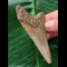 7,1 cm schön gefärbter Zahn des Megalodon 7,1 cm schön gefärbter Zahn des Megalodon