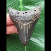 6,3 cm sehr dunkler Zahn des Megalodon