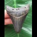 6,3 cm sehr dunkler Zahn des Megalodon 6,3 cm sehr dunkler Zahn des Megalodon