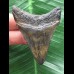 6,3 cm sehr dunkler Zahn des Megalodon 6,3 cm sehr dunkler Zahn des Megalodon