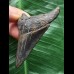 6,3 cm sehr dunkler Zahn des Megalodon 6,3 cm sehr dunkler Zahn des Megalodon