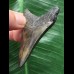 6,3 cm sehr dunkler Zahn des Megalodon 6,3 cm sehr dunkler Zahn des Megalodon