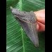 6,3 cm sehr dunkler Zahn des Megalodon 6,3 cm sehr dunkler Zahn des Megalodon