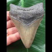 10,3 cm grauer Unterkieferzahn des Megalodon