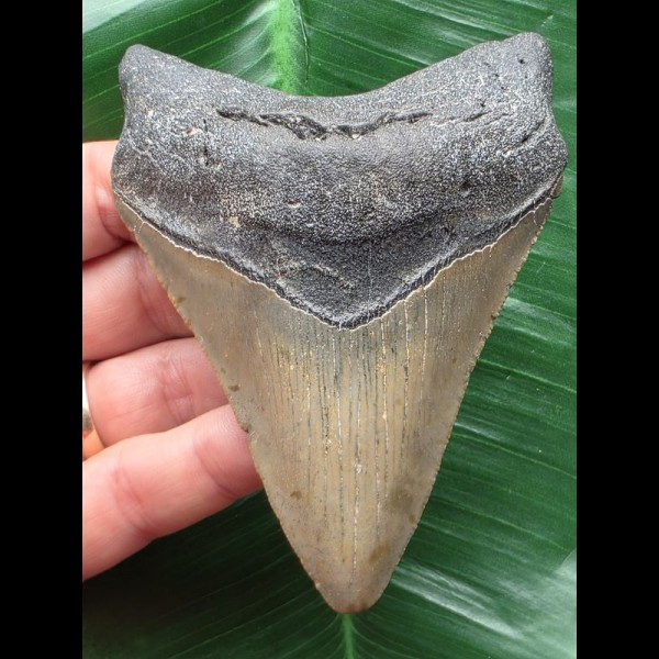 10,3 cm grauer Unterkieferzahn des Megalodon 10,3 cm grauer Unterkieferzahn des Megalodon