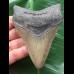 10,3 cm grauer Unterkieferzahn des Megalodon 10,3 cm grauer Unterkieferzahn des Megalodon