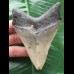 10,3 cm grauer Unterkieferzahn des Megalodon 10,3 cm grauer Unterkieferzahn des Megalodon