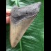 10,3 cm grauer Unterkieferzahn des Megalodon 10,3 cm grauer Unterkieferzahn des Megalodon