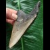10,3 cm grauer Unterkieferzahn des Megalodon 10,3 cm grauer Unterkieferzahn des Megalodon