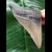 10,3 cm grauer Unterkieferzahn des Megalodon 10,3 cm grauer Unterkieferzahn des Megalodon