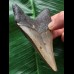10,3 cm grauer Unterkieferzahn des Megalodon 10,3 cm grauer Unterkieferzahn des Megalodon