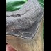 10,3 cm grauer Unterkieferzahn des Megalodon 10,3 cm grauer Unterkieferzahn des Megalodon