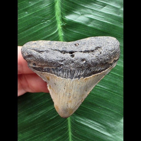 6,2 cm posteriorer Zahn des Megalodon 6,2 cm posteriorer Zahn des Megalodon