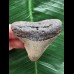 6,2 cm posteriorer Zahn des Megalodon 6,2 cm posteriorer Zahn des Megalodon