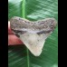6,2 cm posteriorer Zahn des Megalodon 6,2 cm posteriorer Zahn des Megalodon