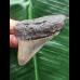 6,2 cm posteriorer Zahn des Megalodon 6,2 cm posteriorer Zahn des Megalodon