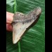 6,2 cm posteriorer Zahn des Megalodon 6,2 cm posteriorer Zahn des Megalodon