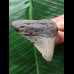 6,2 cm posteriorer Zahn des Megalodon 6,2 cm posteriorer Zahn des Megalodon