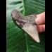 6,2 cm posteriorer Zahn des Megalodon 6,2 cm posteriorer Zahn des Megalodon