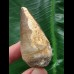 5,2 cm heller Zahn des Mosasaurus