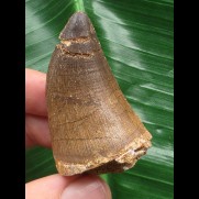 4,8 cm gebogener Zahn des Mosasaurus