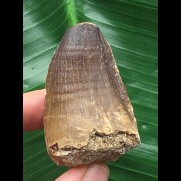 5,1 cm massiver Zahn des Mosasaurus