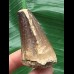5,1 cm massiver Zahn des Mosasaurus