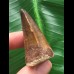 4,2 cm dunkler Zahn des Mosasaurus