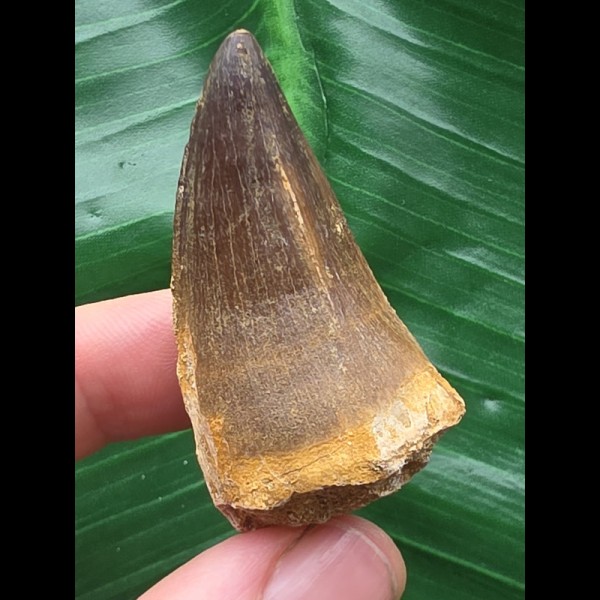 4,5 cm gebogener Zahn des Mosasaurus