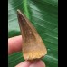 4,5 cm gebogener Zahn des Mosasaurus