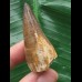4,5 cm gebogener Zahn des Mosasaurus