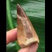 4,7 cm rotbrauner Zahn des Mosasaurus