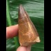 4,7 cm rotbrauner Zahn des Mosasaurus