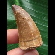 4,1 cm gebogener Zahn des Mosasaurus