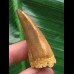 4,3 cm rotbrauner Zahn des Mosasaurus