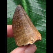 4,7 cm schöner Zahn des Mosasaurus