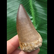 5,8 cm sehr großer Zahn des Mosasaurus