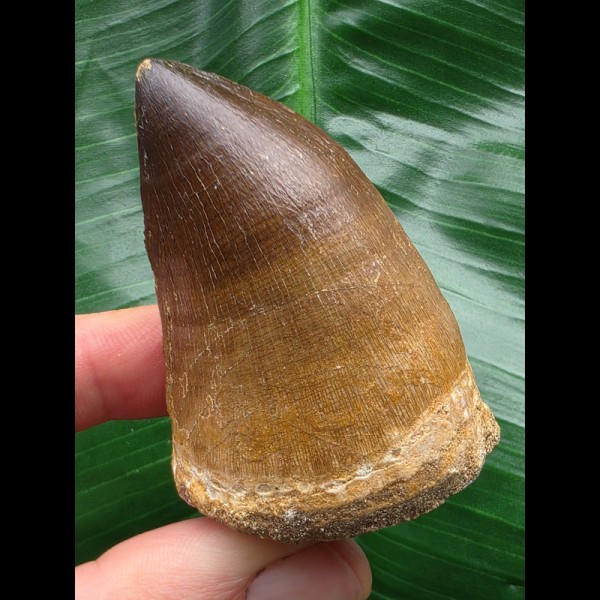6,0 cm massiver beeindruckender Zahn des Mosasaurus