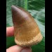 6,0 cm massiver beeindruckender Zahn des Mosasaurus
